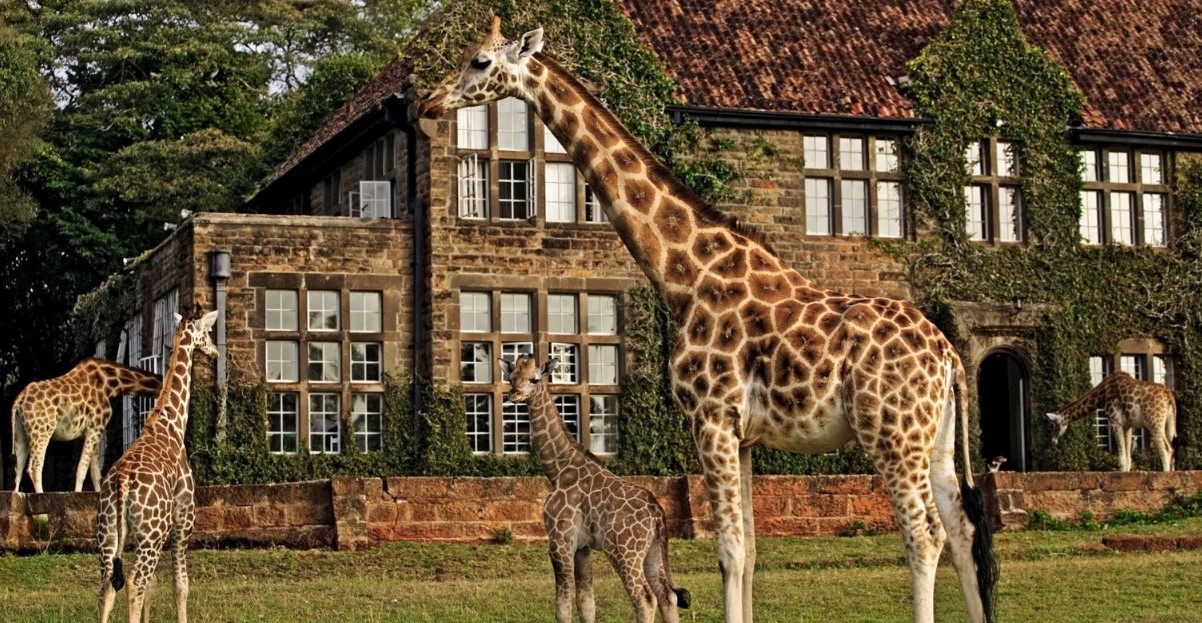 Giraffe Manor Experience